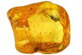 Fossil Hairy Mite (Parasitidae) In Baltic Amber #105461-2